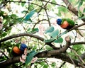 Feeding time with Lorikeets Royalty Free Stock Photo