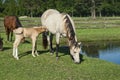 Feeding Time for Mare & Foal Royalty Free Stock Photo