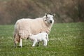 Feeding Time (Ovis aries) Royalty Free Stock Photo