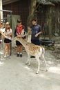 Feeding time with people friends, FALLOW DEER, at deer forest Southwicks Zoo, Mendon, Ma