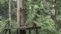 Feeding time in the Sepilok Orangutan Rehabilitation Centre. Royalty Free Stock Photo