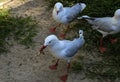 Feeding time for Silver Gulls (Larus novaehollandiae) at a Wildlife Park Royalty Free Stock Photo