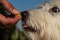 Feeding time for small cute white dog, treat time Royalty Free Stock Photo