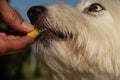 Feeding time for small cute white dog, treat time Royalty Free Stock Photo