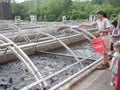 Feeding time for trout at fish farm