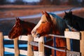 Feeding time. waiting to go in Royalty Free Stock Photo