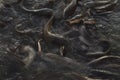 Feeding time for wels catfish in lake near Jaisalmer