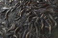 Feeding time for wels catfish in lake near Jaisalmer Royalty Free Stock Photo