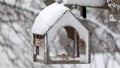 Feeding titmice in winter during snowfall from a feeder