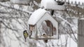 Feeding titmice in winter during snowfall from a feeder