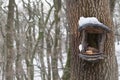 Feeding troughs for birds in winter.