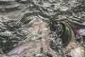 Feeding trout in fish farm