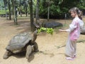 Feeding the turtle Royalty Free Stock Photo