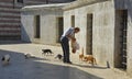 Feeding the Uskudar Street Cats Royalty Free Stock Photo