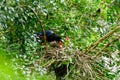 Feeding is very busy, cleaning the nest is not easy! Royalty Free Stock Photo