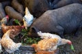 Feeding vietnamese pigs and chicken on the farm Royalty Free Stock Photo