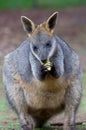 Feeding Wallaby Royalty Free Stock Photo