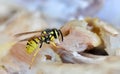 Feeding wasp Royalty Free Stock Photo