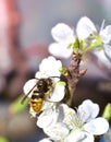 Feeding Wasp on a white plum flower Royalty Free Stock Photo