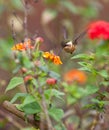 Feeding White-bellied Woodstar Royalty Free Stock Photo