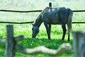 Feeding white horse