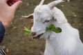 Feeding a white lamb leaf