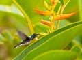 Feeding White-necked Jacobin Royalty Free Stock Photo