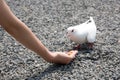 Feeding white pigeon