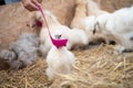 Feeding a white silkie hen on a straw, Fluffy splash silkie rooster.