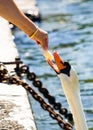 Feeding White Swan Royalty Free Stock Photo