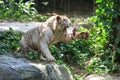 Feeding the White Tiger in Singapore Zoo Royalty Free Stock Photo