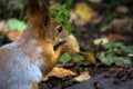 Feeding wild animals concept: a red squirrel eating nuts on the walkway in the park in autumn Royalty Free Stock Photo