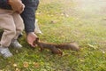 Feeding wild animals by hand. A father with a child feeds a red squirrel in the forest. Family vacation in the park. Happy healthy Royalty Free Stock Photo