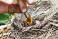 Feeding wild baby bird in nest Royalty Free Stock Photo