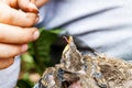 Feeding wild baby bird in nest Royalty Free Stock Photo