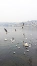 A person feeding wild birds at the shore of Lugano lake