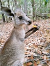 Morisset Kangaroo Royalty Free Stock Photo