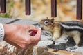 Feeding the wildlife Royalty Free Stock Photo