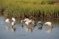 Feeding Wood storks 2 Royalty Free Stock Photo