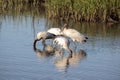 Feeding Wood storks wade in a coastal salt marsh. Royalty Free Stock Photo