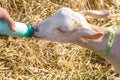 Feeding a young goat with bottle milk Royalty Free Stock Photo