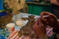 Feeding of young hare