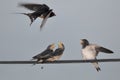 Feeding young swallow Royalty Free Stock Photo