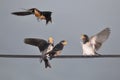 Feeding young swallow Royalty Free Stock Photo