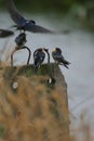 Feeding young swallow Royalty Free Stock Photo