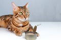 Feeding your Bengal cat with wet canned food