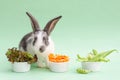 Feeding your pet. small baby rabbit, bunny eating fresh juicy cabbage, lettuce, carrots, green beans, peas Royalty Free Stock Photo