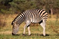 Feeding zebra Royalty Free Stock Photo