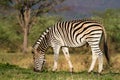 Feeding zebra male Royalty Free Stock Photo