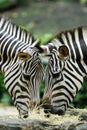 Feeding Zebras Royalty Free Stock Photo